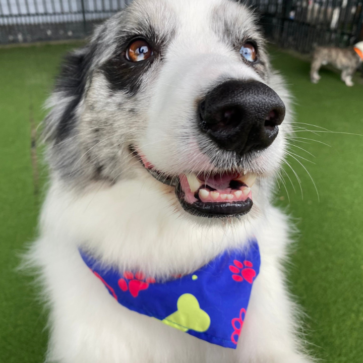 Australian Shepherd
