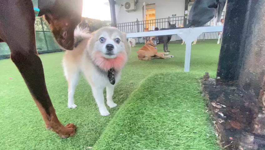 Pomsky portrait during play