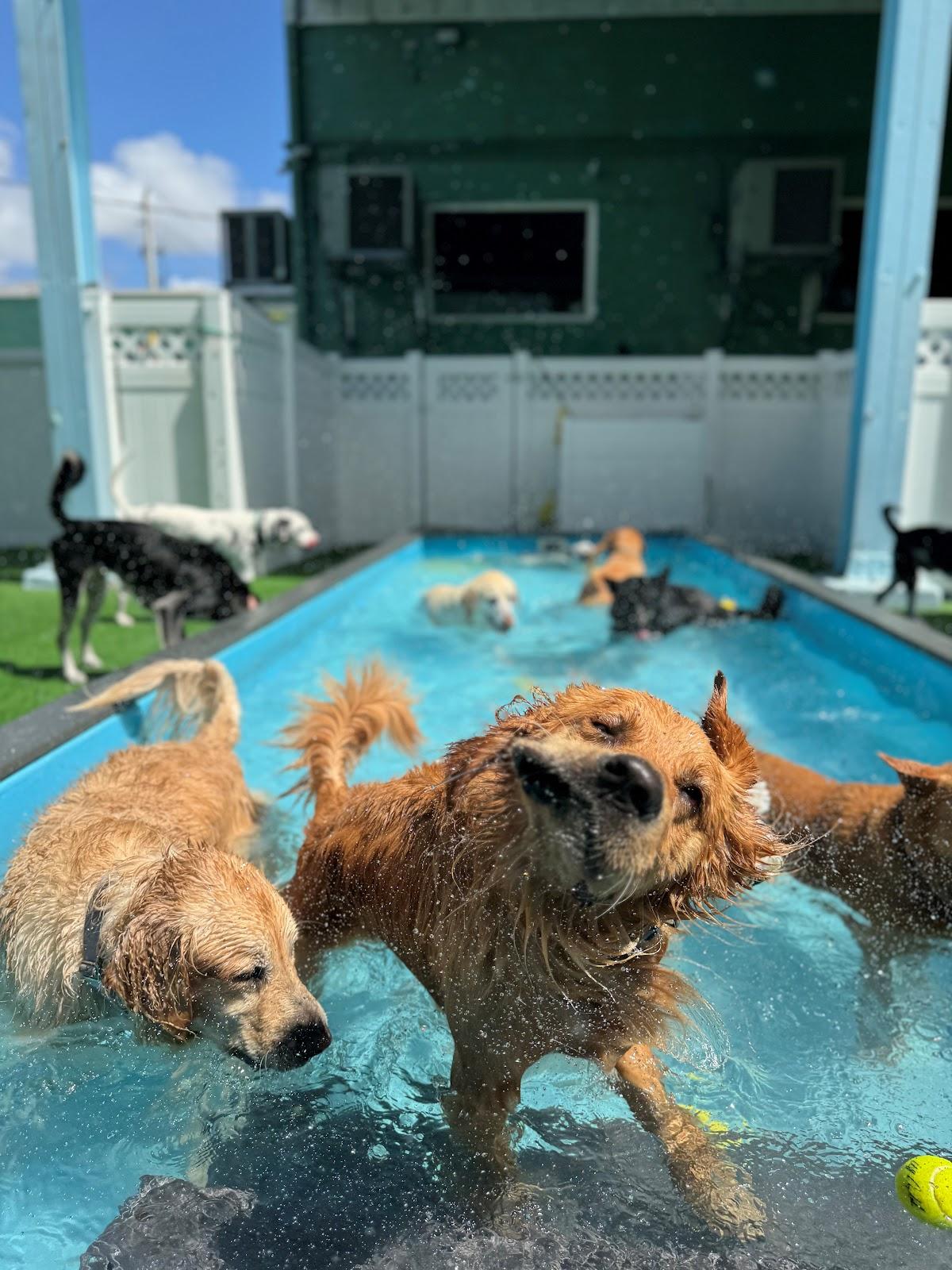 Dogs in the pool