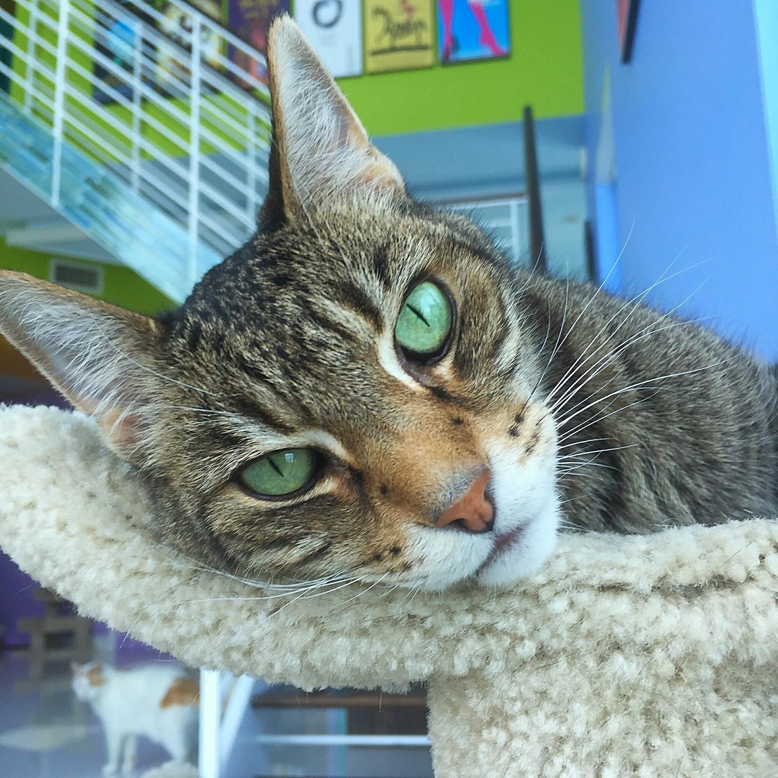Resident cat