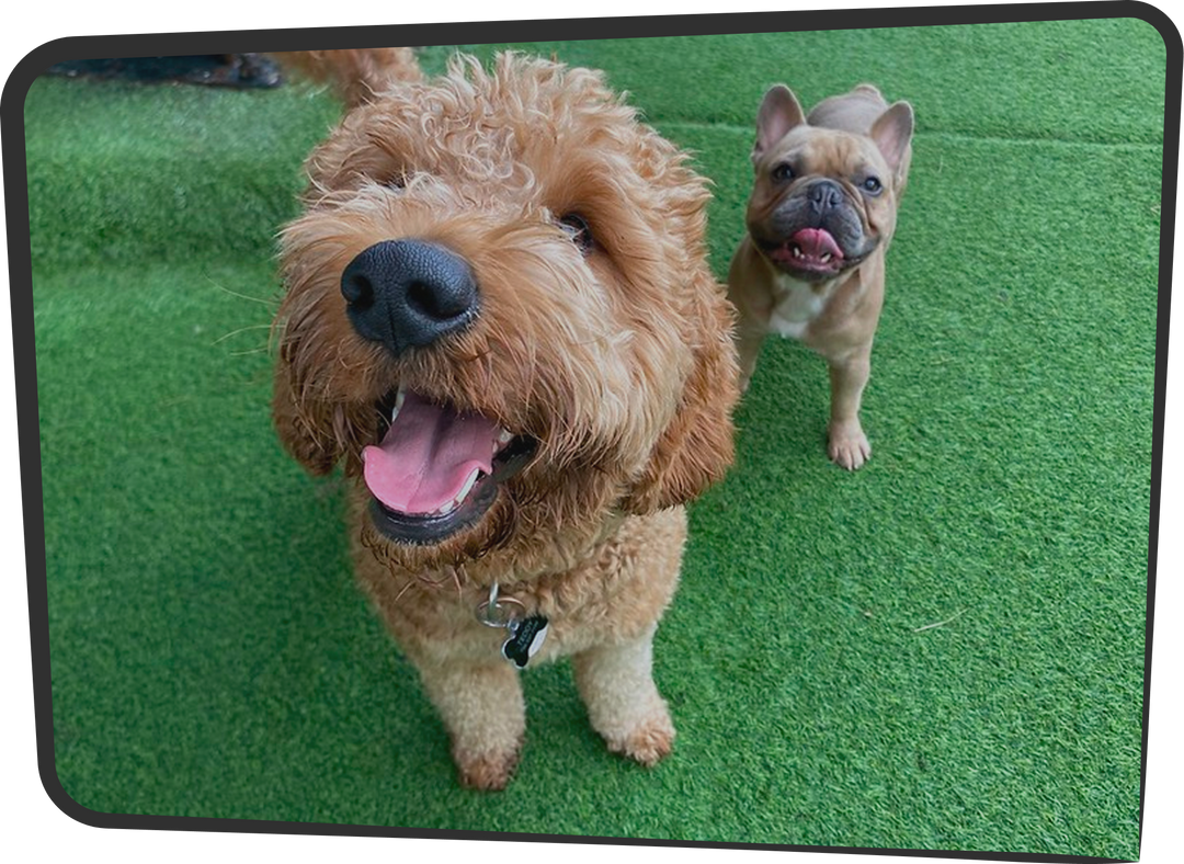 Abuela's House dogs